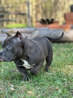 American Bully Pocket - 2