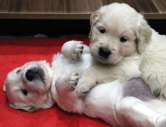 Zlatý retriever/ Golden retriever - 2