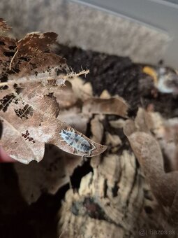 Porcellio laevis (Dairy cow) - 2