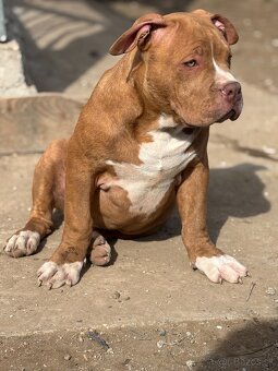 American Bully - 2