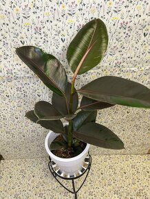 Ficus Elastica pink camouflage - 2