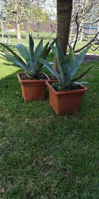 Kaktus AGAVE - 2