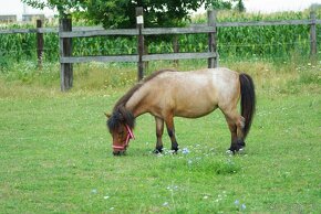 Shetland pony, typ mini poník - 2