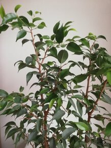 Ficus benjamina - 2