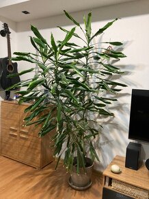 Dracena vonava s kvetinacom 2m - 2