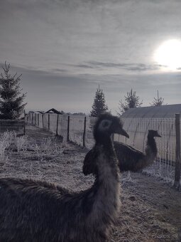 Vajcia emu hnedý - 2