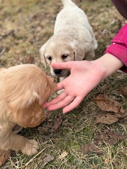 Zlatý Retriever - 2