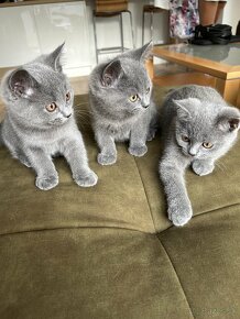 Britská modrá mačka - mačiatka k odberu - 2