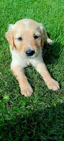 Šteniatka Golden Retriver, Zlatý Retriever - 2