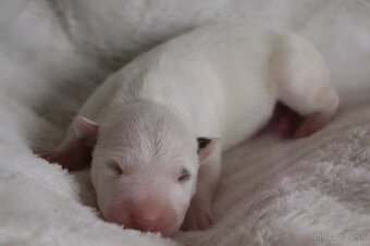 Mini bulterier / Miniature Bullterrier - rezervácia - 2