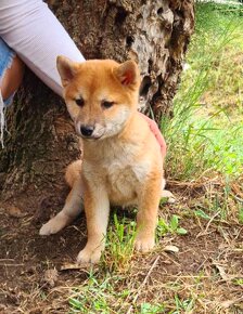 Shiba inu dievča - 2