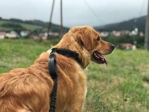 Zlatý retriever, retríver - 2