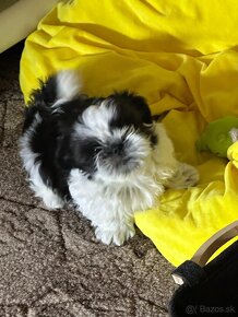 Štěňata shih tzu - 2