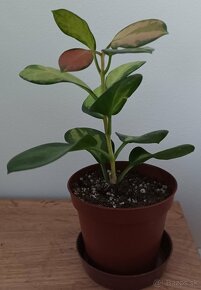 Hoya australis tricolor (Lisa) - 2