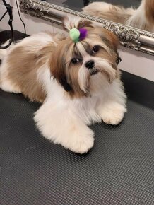 Shih tzu psík - 2