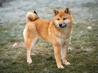 Shiba inu - 2