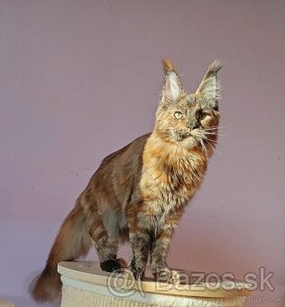 Maine Coon s PP - 2