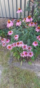 Echinacea ružová - SEMENÁ - 2