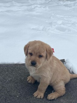 Šteniatka labradorského retrievera na predaj - 2