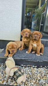 Bordeauxská doga, Dogue De Bordeaux - 2