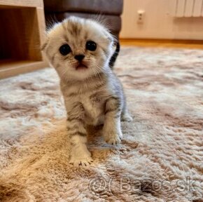 Škótska klapouchá mačka, scottish fold/straight s PP - 2