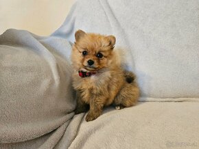 Pomeranian-nemecký špic - 2