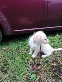 golden/zlaty retriever x labrador - 2