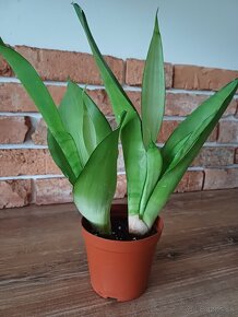 Sansevieria - 2