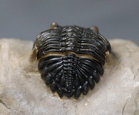 Trilobit s dokonalými očami - Fosilia - 5,3 cm - 2