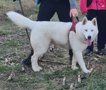 Sibírský Husky - 2