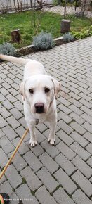 Labrador - 2