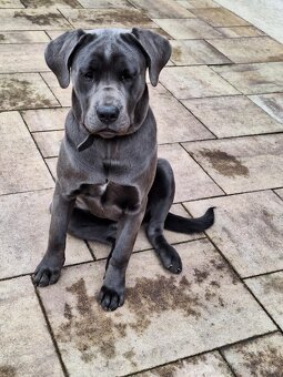 Cane corso - 2