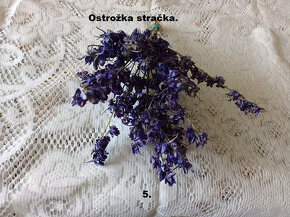 Sušené kvety - Stračka ostrožka. - 2