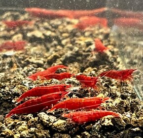 krevetky (Neocaridina) - 2