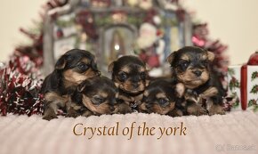 YORKSHIRE TERRIER s PP rodokmenom - yorkshirsky terier - 2