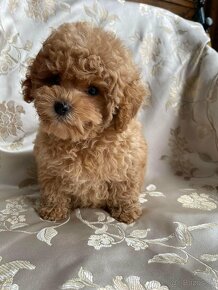 ❤️ Mini premium poochon / bischpoo steniatko - 2