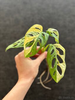 Monstera adansonii variegata - 2