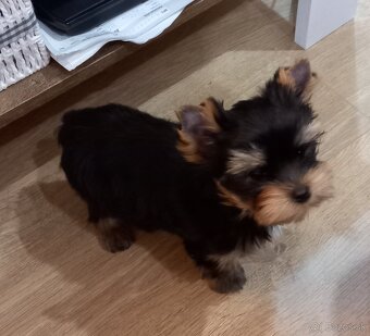 YORKSHIRE TERRIER  - psík s PP - 2