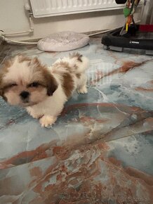 shih-tzu - 2