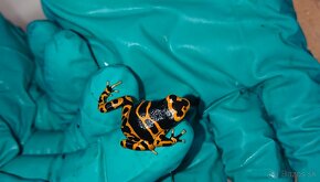 Dendrobates leucomelas - 2