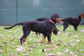 Beauceron s PP - 2