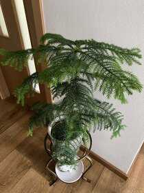 Araucaria heterophylla - 2