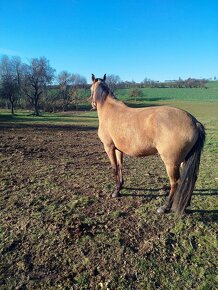 Lusitano kobyla - 2