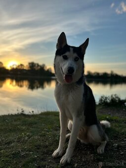 Sibírsky husky na krytie - 2