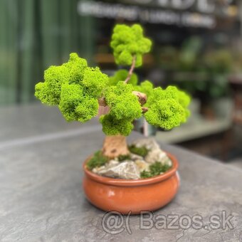 Machový bonsai - 2