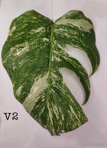 Monstera Albo Variegata - 2