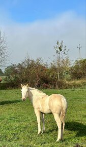 Prodám QH APHA palomino/overo hřebečka - 2