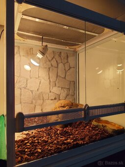 PREDAM TERARIUM LUCKY REPTILE 60x50x60 BIELE - 2