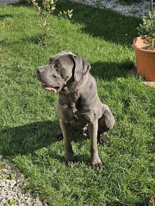 Cane corso - 2