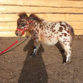 Žrebec mini shetland pony  "PEPE" - 2